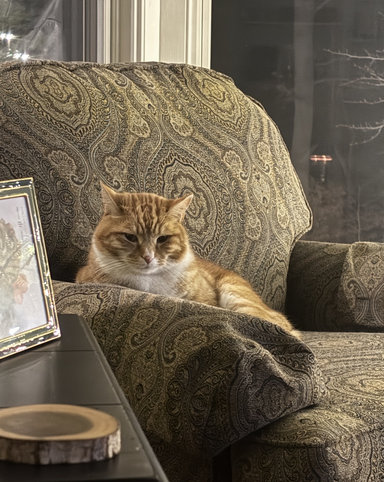 Felix the cat sitting in a chair.